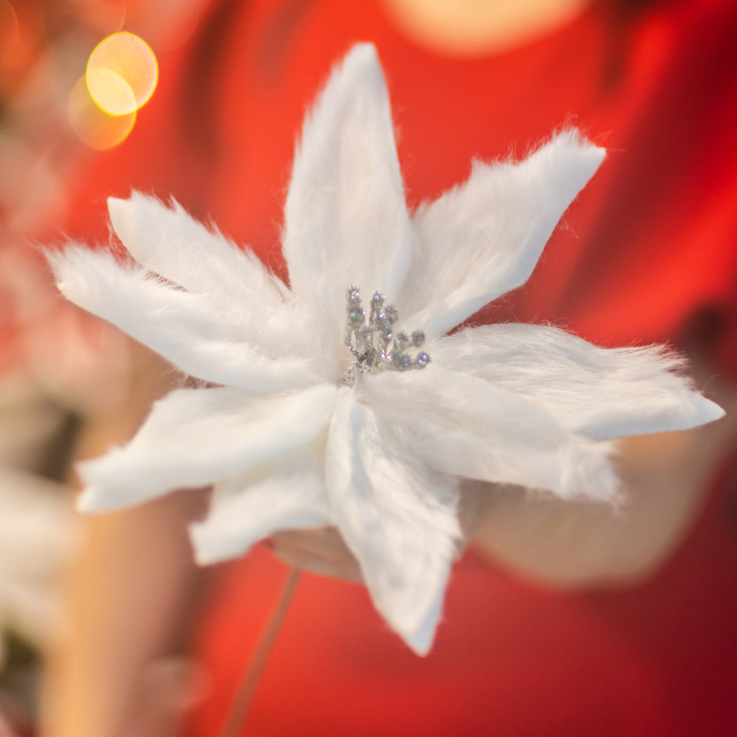 White Feather Poinsettia